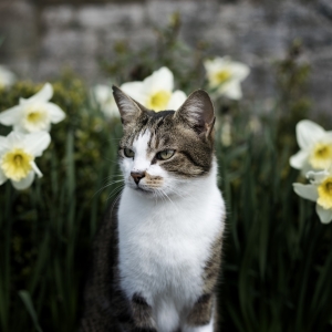 Cat sitting in a field of daffodils by skeeze