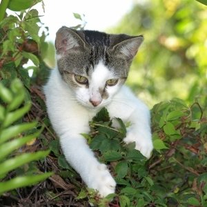 Download Cute Kitten Cat Animal Cute Cat PFP