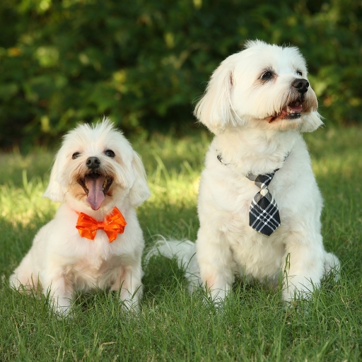 Two cute Maltese dogs with ties on by sheldonl