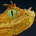 Download Animal Viper PFP