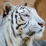 Download Animal White Tiger PFP