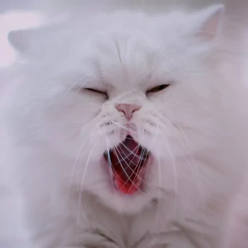 Persian Cat PFP