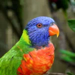 Animal parrot PFP