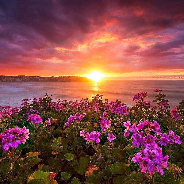 Download Beach Flower Sunset Nature PFP