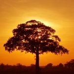 Download Nature Field PFP