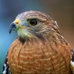 Download Animal PFP - Avatar Abyss