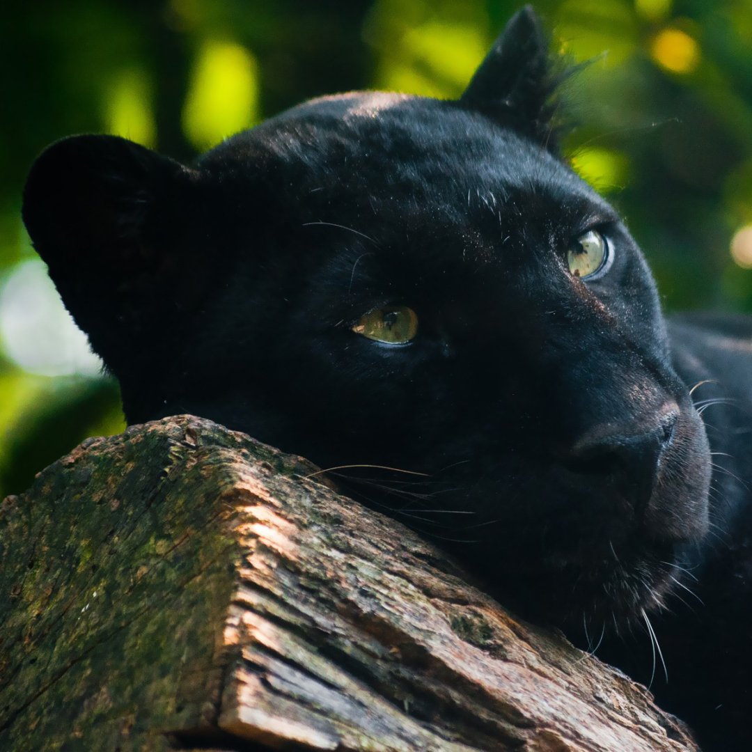 Black Panther Forum Avatar | Profile Photo - ID: 251474 - Avatar Abyss