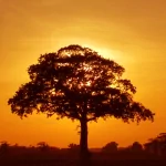  Burning Tree