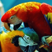 Macaw Pfp