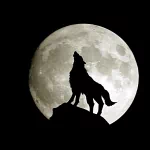 Wolf silhouette howling atop a rock against a full moon — forum avatar/profile photo.