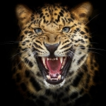 Leopard Snarl