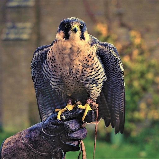 Peregrine Falcon Pfp
