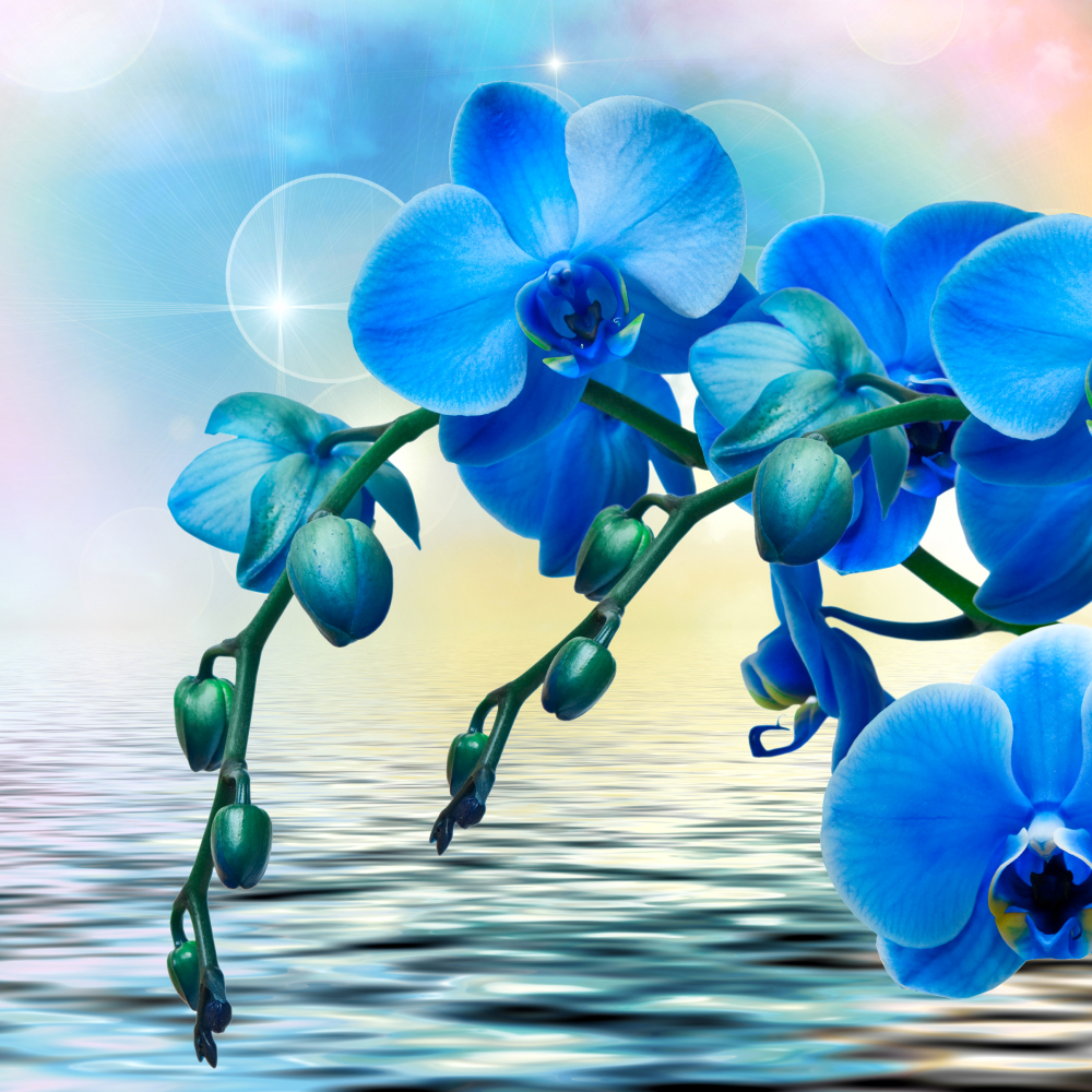 Download Blue Flower Water Orchid Flower Nature PFP