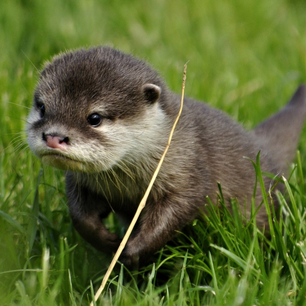 Download Animal Otter PFP