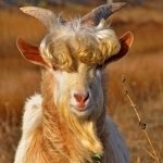 Download Animal Goat PFP