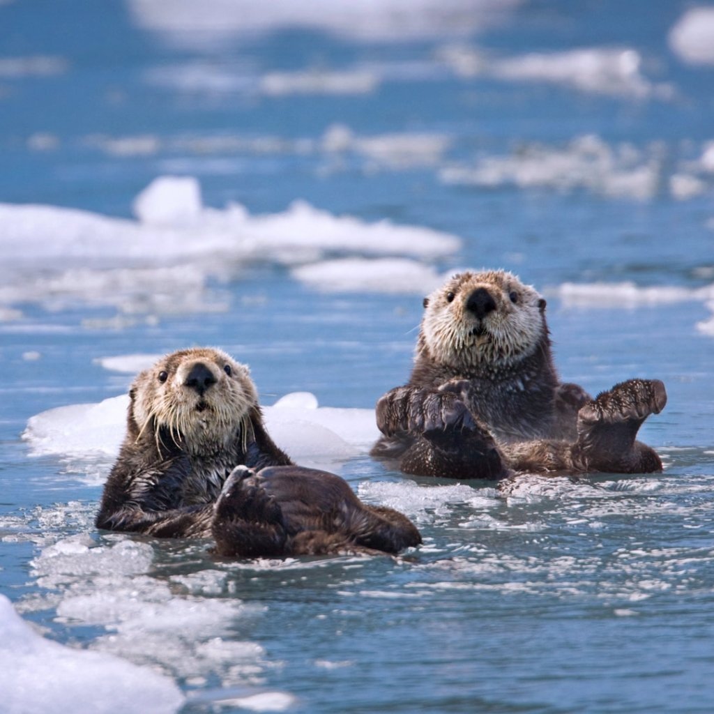 Download Otter Animal PFP