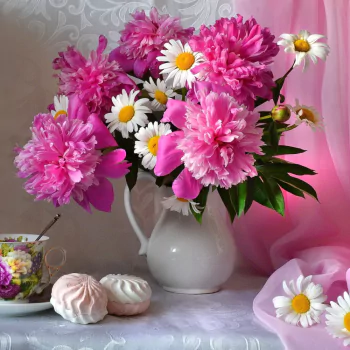 flower white flower pink flower cup cookie daisy peony still life photography PFP
