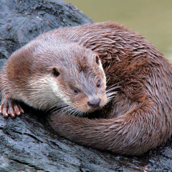 otter Animal PFP