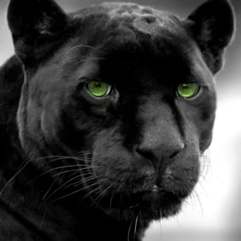panther Animal black panther PFP