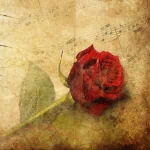 artistic rose PFP
