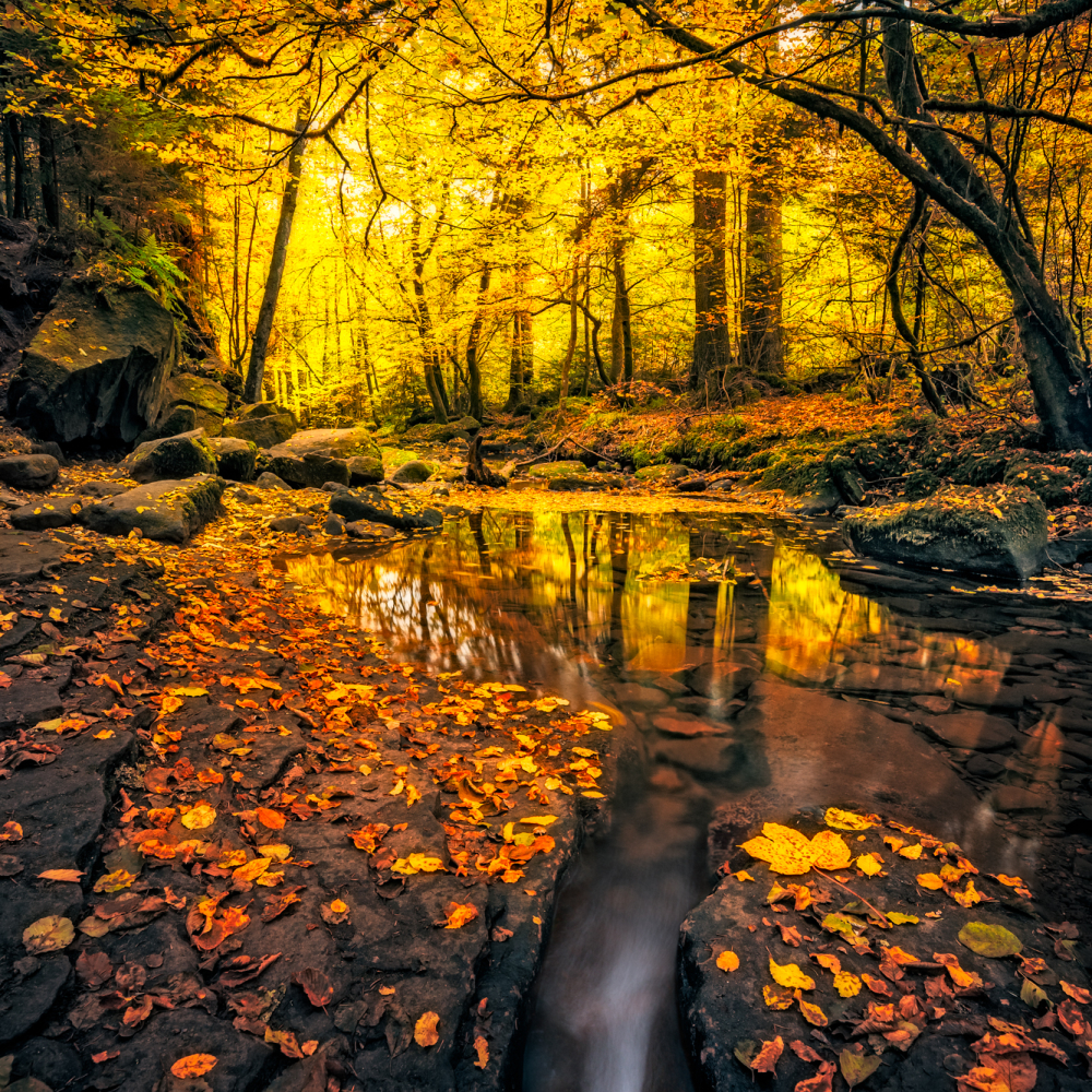 Autumn Forest Stream by Daniel Vogelbacher