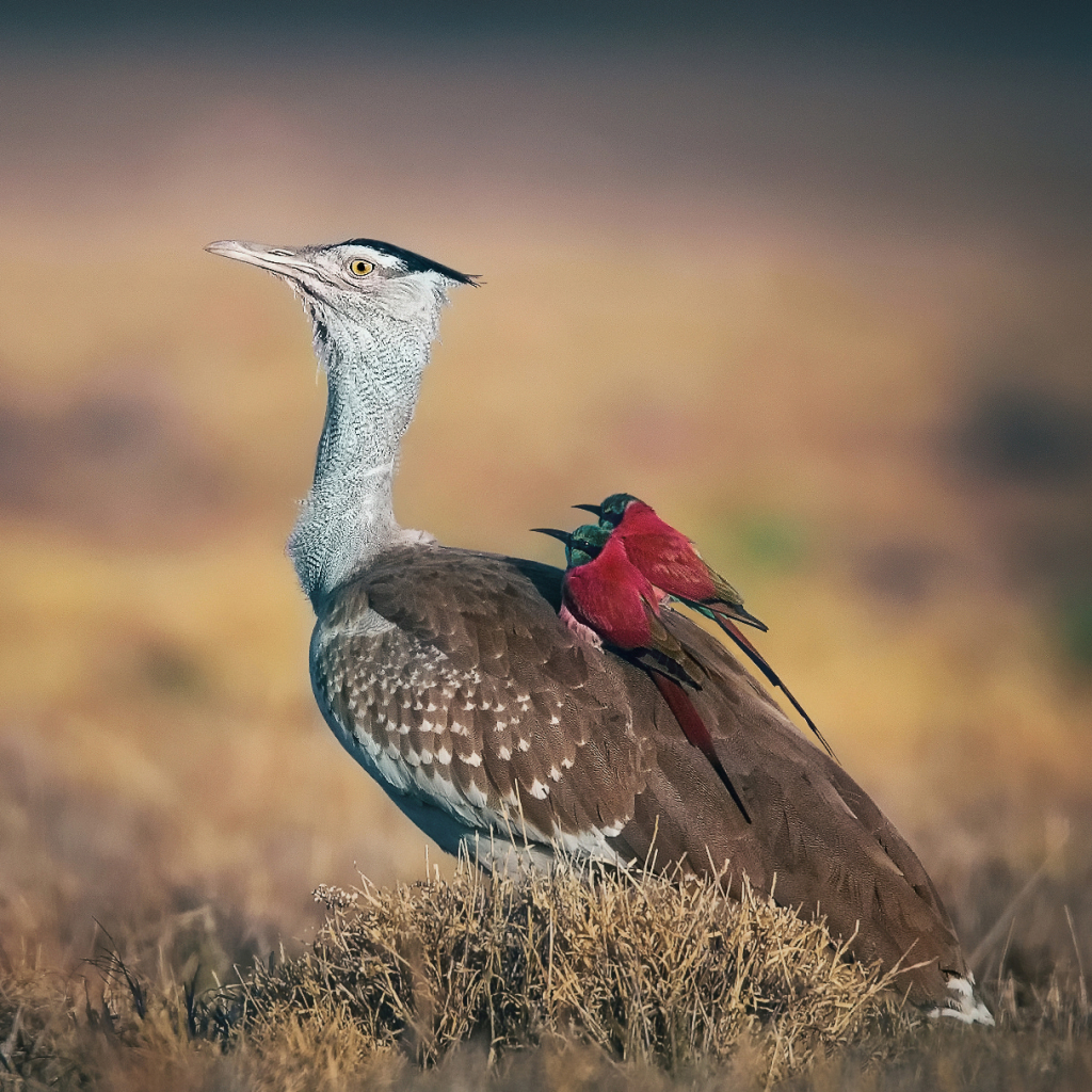 Arabian bustard & Northern carmine bee-eater by Ian Davies