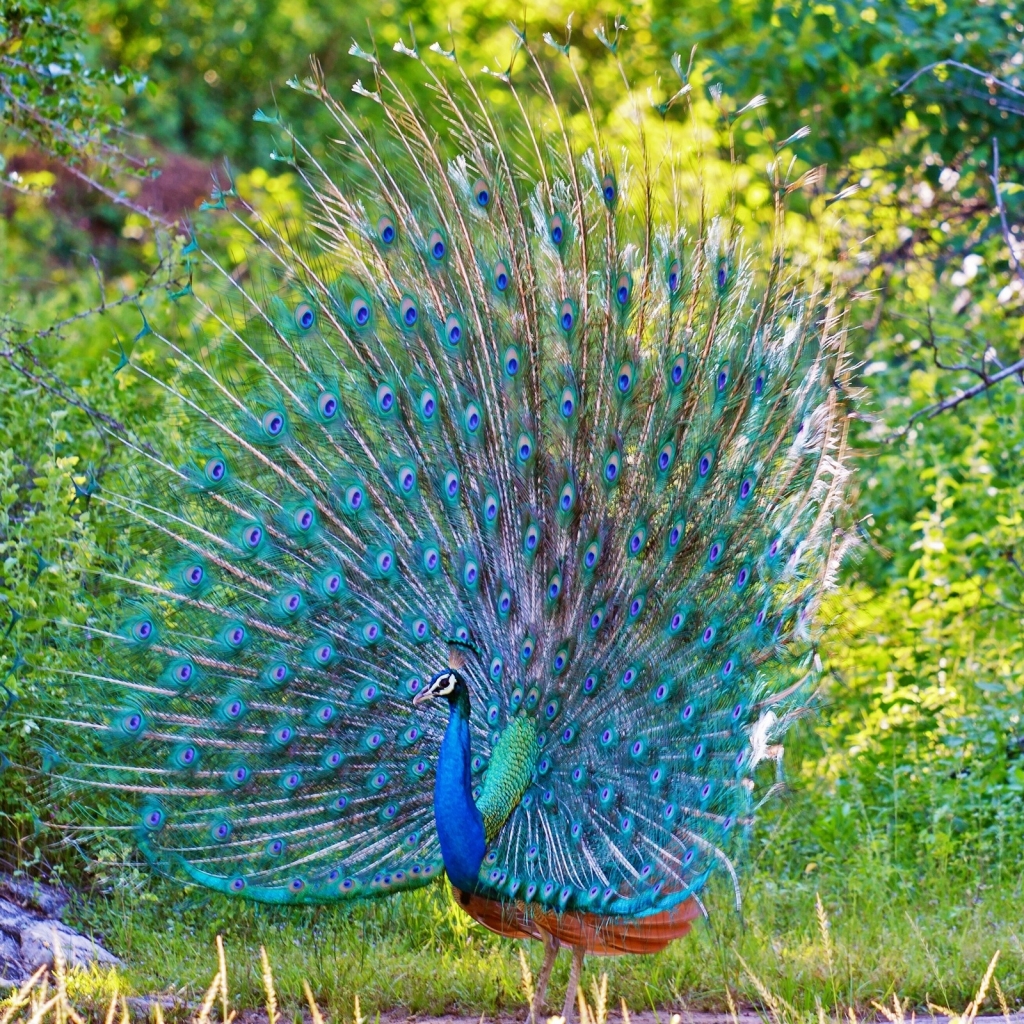 Download Animal Peacock PFP