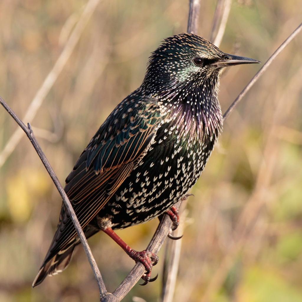 Starling Pfp by Steve Balcombe