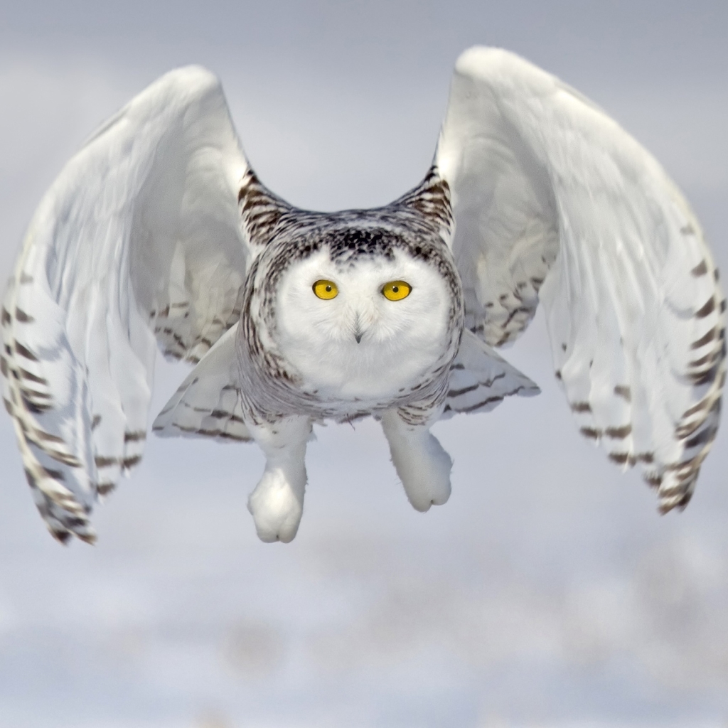 Download Bird Owl Snowy Owl Animal PFP