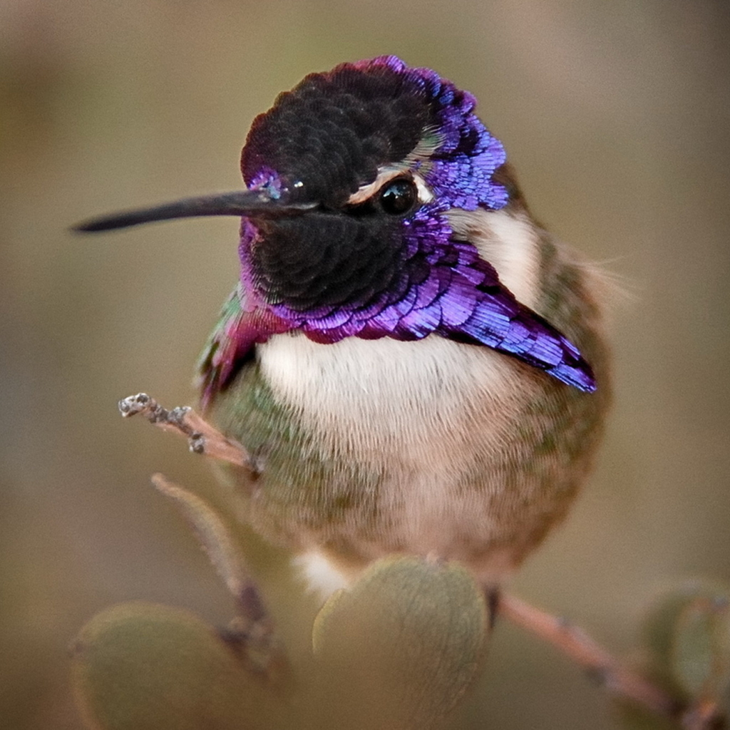 Hummingbird Pfp