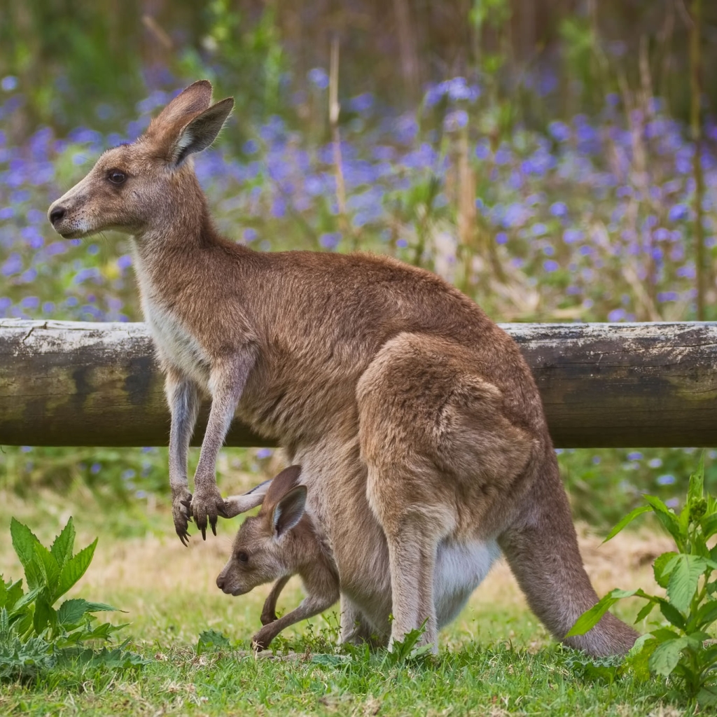 Mother Kangaroo and Her Joey