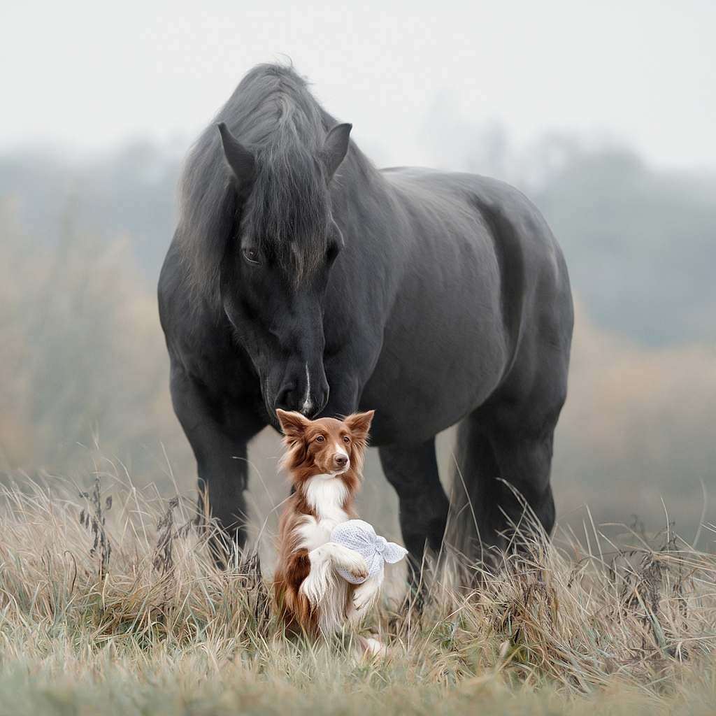 Horse Pfp by Svetlana Pisareva