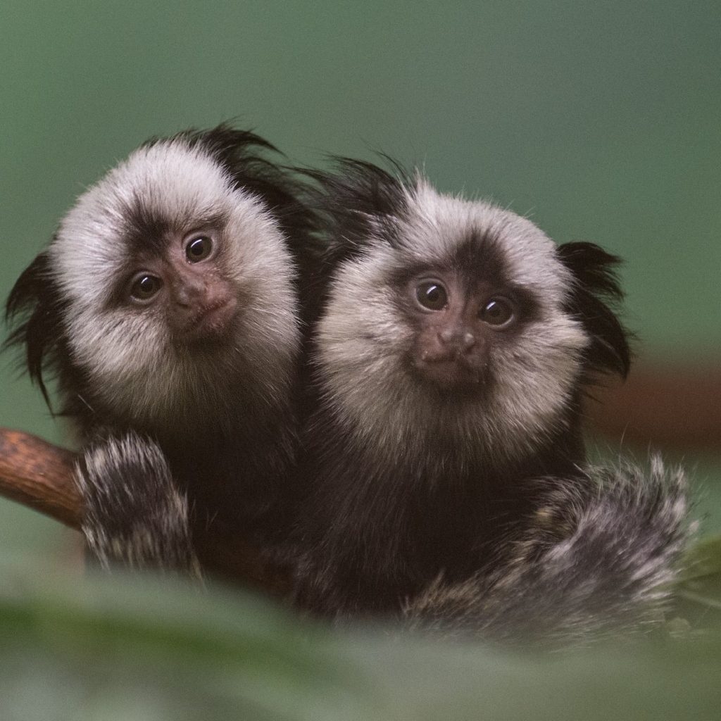 Twin juvenile Geoffroy's marmosets snuggle up on a branch