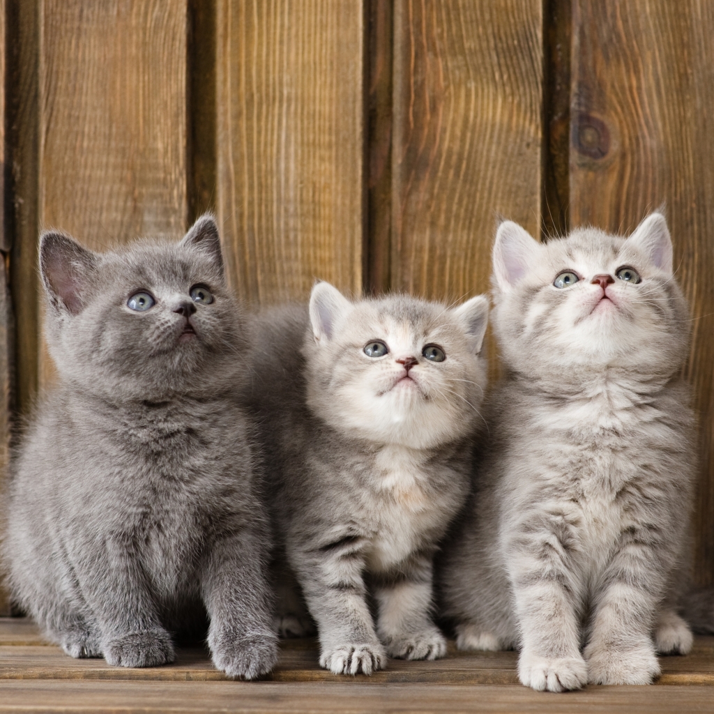 British Shorthair PFP