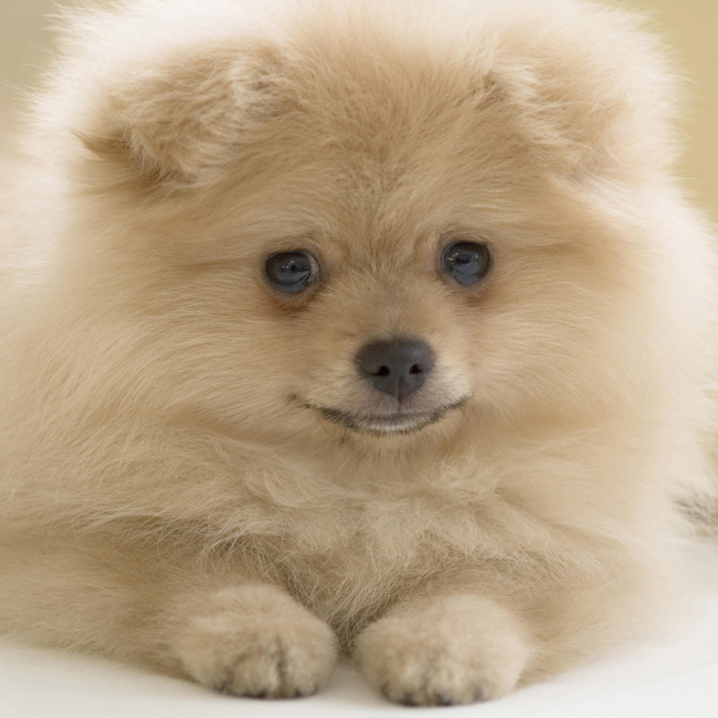 Pomeranian Pfp