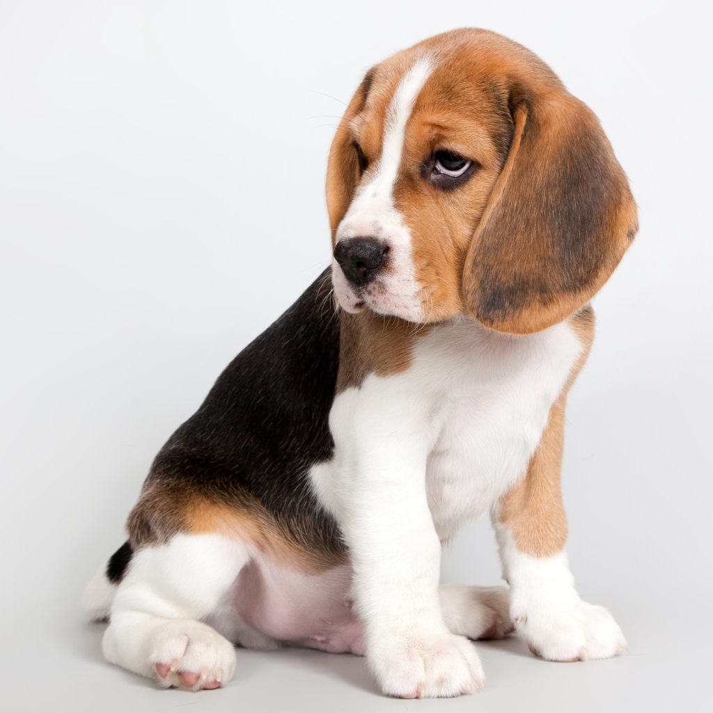 Download Cute Baby Animal Puppy Dog Beagle Animal PFP