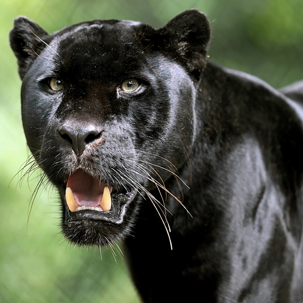 Black Panther Pfp