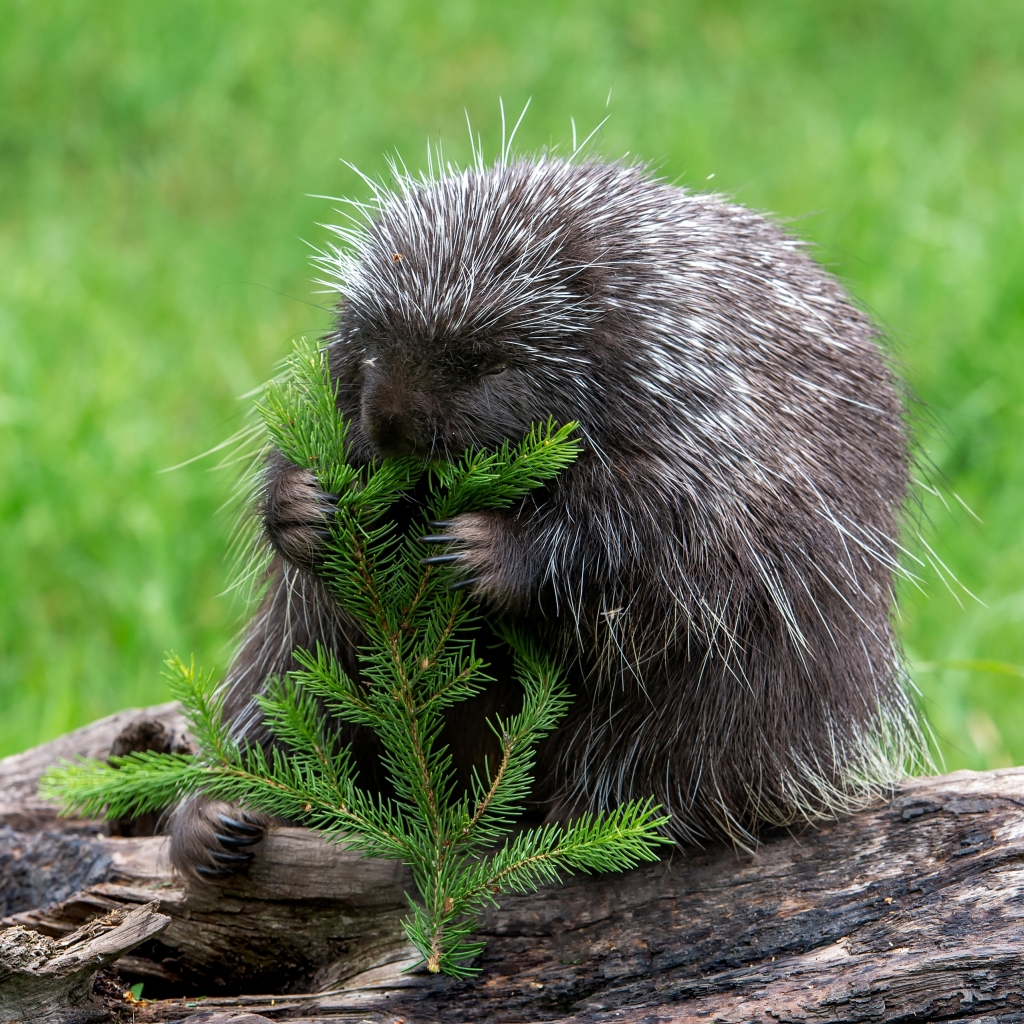 porcupine Pfp