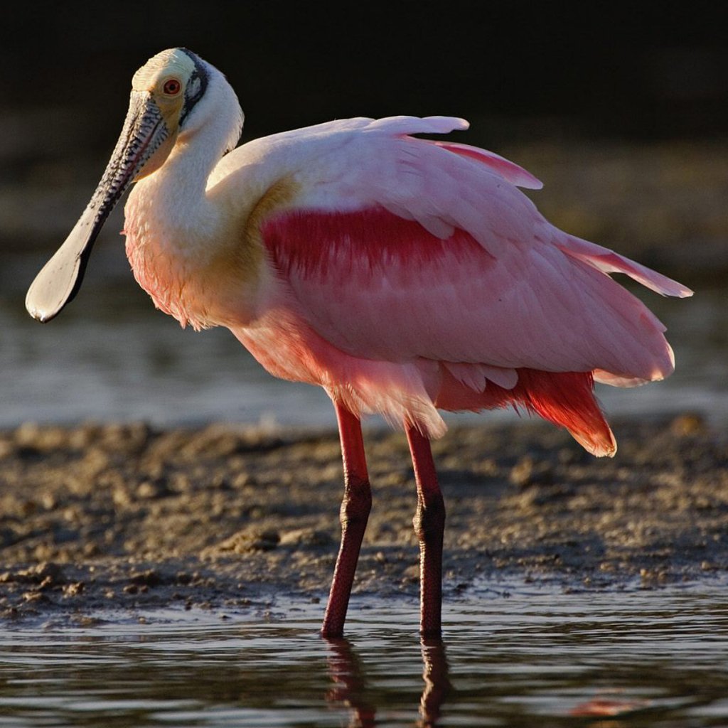 Roseate Spoonbill PFP