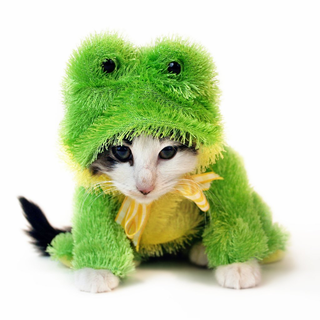 Download Baby Animal Kitten Cat Animal PFP