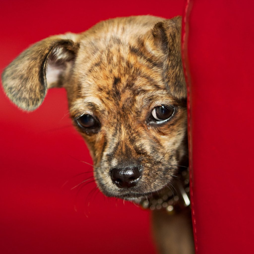 Forum avatar of a brindle puppy peeking from behind a red panel, wide eyes and one ear tilted.