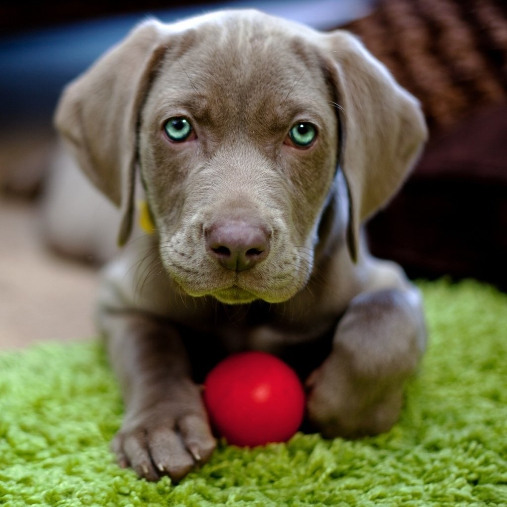 Download Cute Puppy Ball Weimeraner Dog Animal Weimaraner PFP