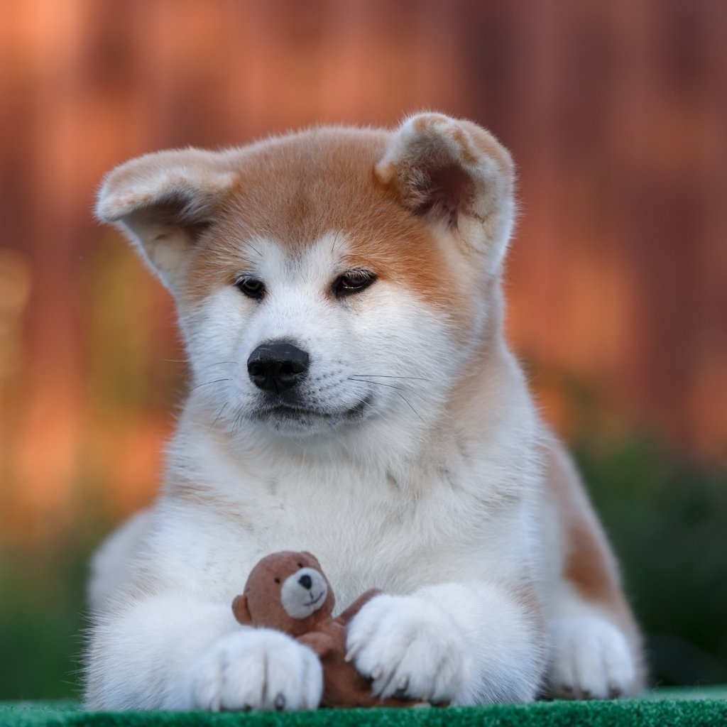 Download Baby Animal Puppy Dog Akita Animal PFP