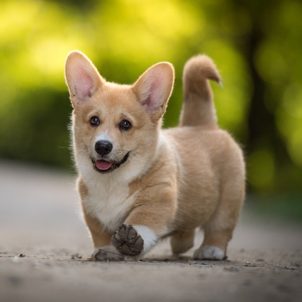 Download Depth Of Field Puppy Baby Animal Dog Corgi Animal PFP