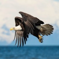 60+ Bald Eagle pfp