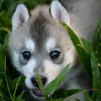 58 Husky Forum Avatars | Profile Photos - Avatar Abyss