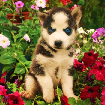 Animal husky PFP
