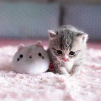 kitten cat Animal PFP