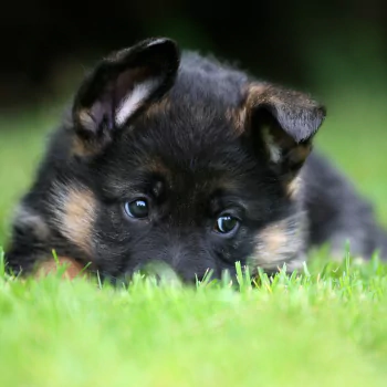 Animal puppy PFP