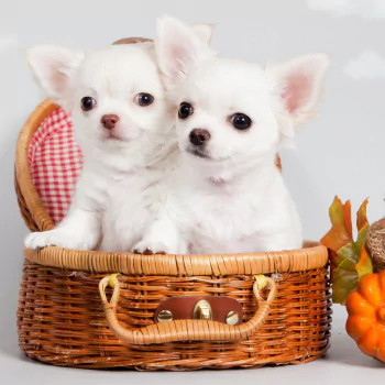 Animal puppy PFP